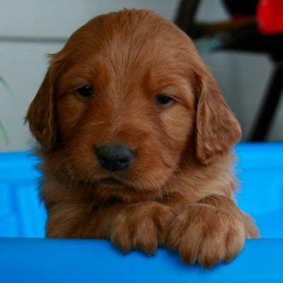 For example an in person delivery to milo leo lion (we call him milo) milo is a strong classic golden gold retriever. Arkansas Golden Retriever puppies for sale. | Golden retriever, Retriever puppy, Puppy litter