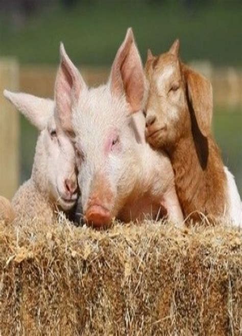 Goat Pig And Sheep Animals Animal Sanctuary Animal Pictures