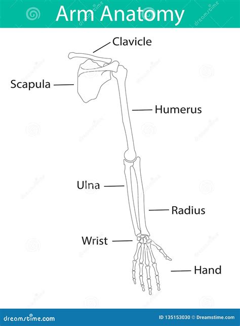 Vector Illustration Of Human Arm Skeletal Anatomy Stock Vector