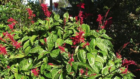 Red Winter Flowering Subtropical Shrubs To Brighten Up Your Winter