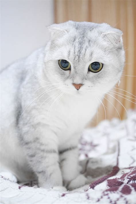 Hd Wallpaper Russian Blue Cat Scottish Fold Cats Gradient Color