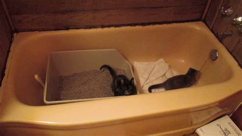 Kittens Playing In Bathtub Youtube