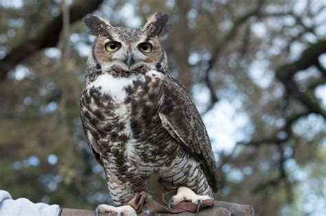*photos are not mine and are from various sources. Great Horned Owl - Sacramento Zoo