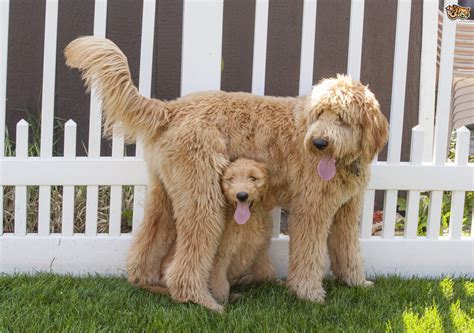 Goldendoodle Dog Breed Facts Highlights And Buying Advice