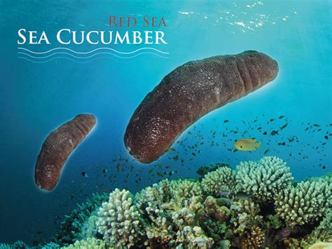 National Aquaculture Group Red Sea Sea Cucumbe