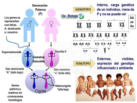 Biología Didáctica Tema Genética Mendeliana