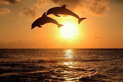Dolphin Jumping In Sunset Ocean Heavenly Skys Pinterest