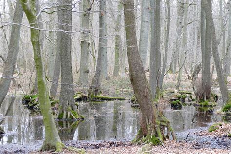 Wet Beech Forest With Alder Of Southeast Rügen Biosphere R Flickr