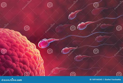 Sperm And Egg Cell Under The Microscope Embryology Natural Fertilization Stock Illustration