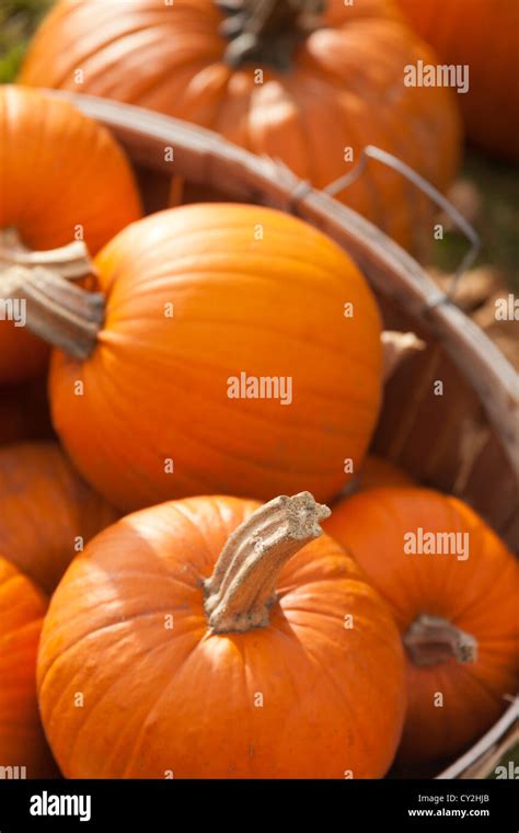 Pumpkins Autumn Farm Stand Near Danby Vermont Usa Stock Photo Alamy