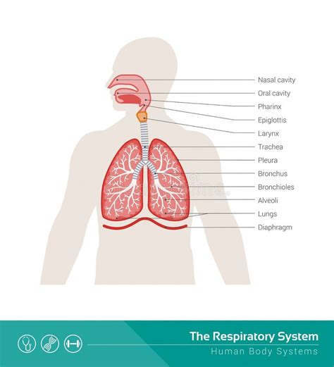 Sistema Respiratorio Ilustraci N Del Vector Ilustraci N De Sistema