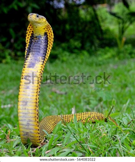 68 Philippine King Cobra Images Stock Photos And Vectors Shutterstock