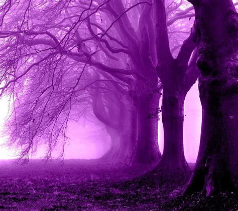1920x1080px 1080p Free Download Purple Forest Forest Purple Hd