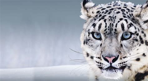 Snow Leopard Wallpaper 4k
