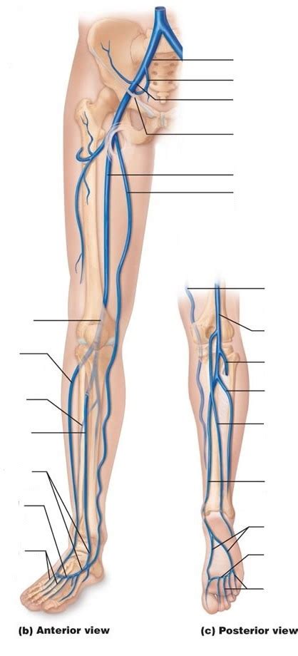 Veins Of The Lower Limb Diagram Quizlet