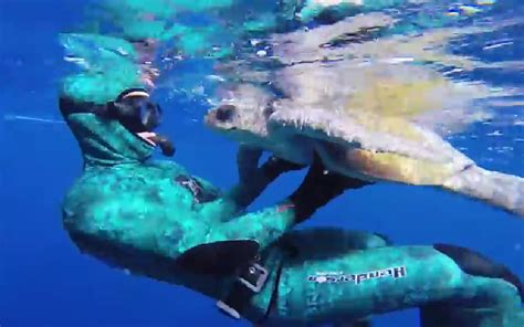 Sea Turtle Thanks Divers For Rescuing Him Video One Green Planet