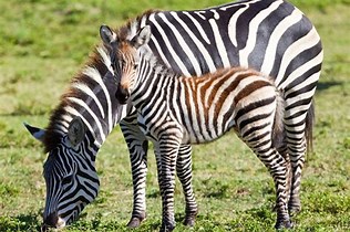 Image result for grevy's zebra