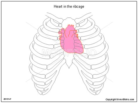Heart In The Ribcage Illustrations