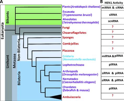 Animal Phylum Phylogenetic Tree