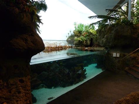 South Pacific Aquarium Zoochat
