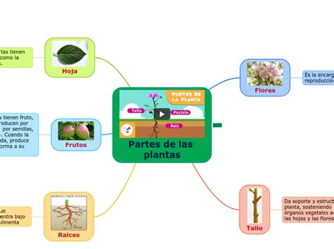 Partes De Las Plantas Mind Map