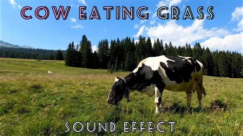 Cow Eating Grass Sound Effect Youtube