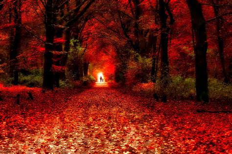 Red Road Fall Pretty Colorful Autumn Glow Falling Shine Bonito