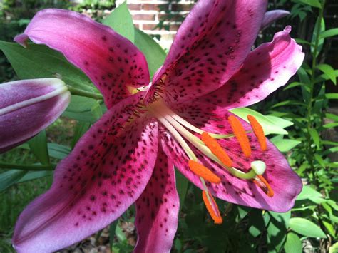 asiatic lily in the front yard asiatic lilies dragon fruit front yard lily board plants