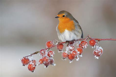 Robin In Winter Perched On Twig Scotland Photograph By Mark Hamblin