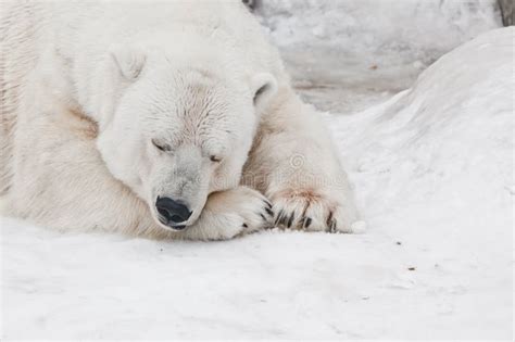 Resting Polar Bear Stock Image Image Of Maritimus Ursus 17460301