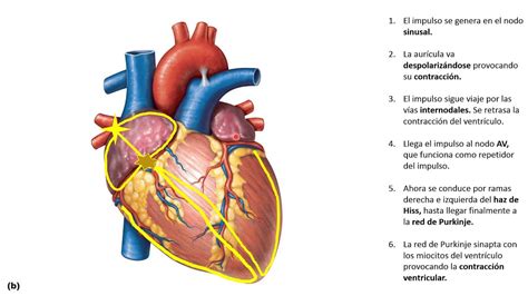 Fisiología Del Corazón 1 El Sistema Cardionector Youtube