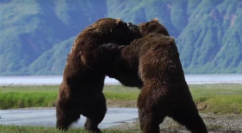 Video Intense Grizzly Bear Brawl Filmed In Alaskas Lake Clark