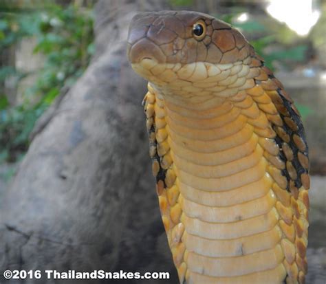 King Cobra Bite Thailand Snakes