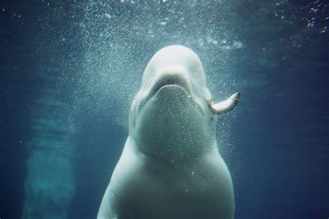 Likes Tumblr Whale Beluga Whale Beluga
