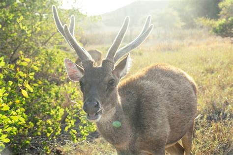 When Does Deer Hunting Start In Minnesota Tlw