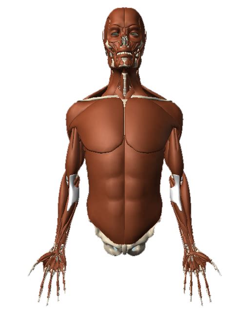 Pin by MrsLow on Muscular System | Human body systems, Muscular system, Muscular system activities