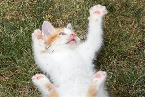 Kitties 3 Wsilver Flickr