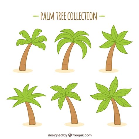 Pack De Palmeras Dibujadas A Mano Vector Gratis