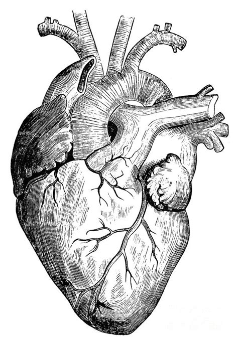 Human Heart Drawing By Granger