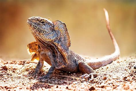 Frilled Lizard Animal Facts For Kids Characteristics And Pictures