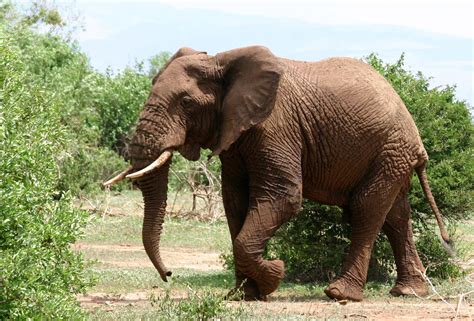 Elefante Paquidermo Animales Savanna Wallpapers Hd Desktop And