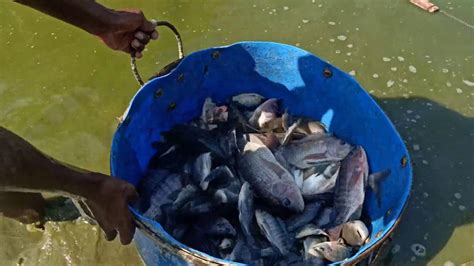 Net Fishing Village Net Catching Fish On Pond In Dry Season Youtube