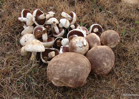 Calvatia Cyathiformis At Indiana Mushrooms