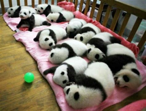 Thats A Lot Of Pandas Cute Animals Baby Animals Cute Animal Pictures