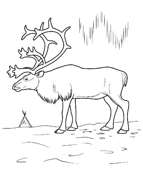 Рисунки раскраски северный олень Смотреть 30 фото бесплатно