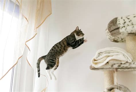 How High Can Cats Jump Great Pet Care