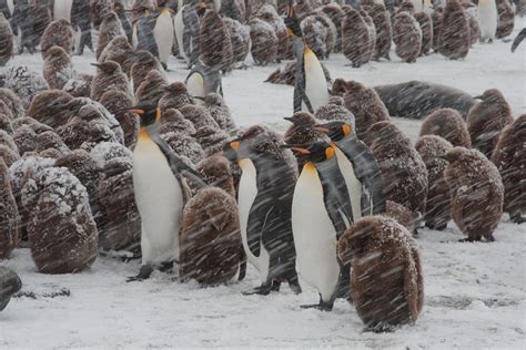 King Penguins In The Snow Picture By Jan Veen Penguins King