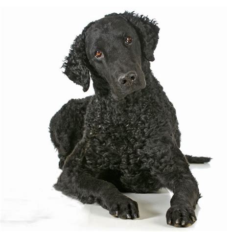 Curly Coated Retriever ~ Classic Look Curly Coated Retriever English