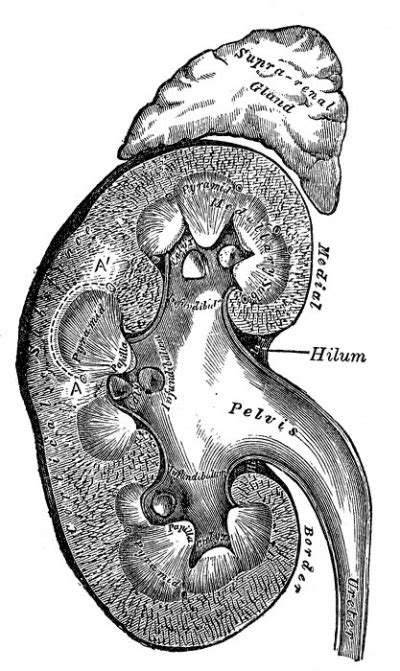 Renal System Development Embryology
