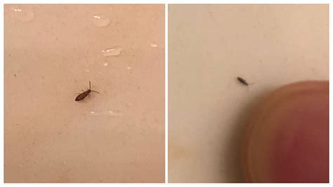 Have Been Seeing These Tiny Bugs Around In My House For About A Week